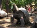 Giant Tortoise Prison Island
